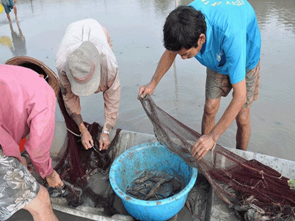 Hướng đi mới trong nuôi tôm càng xanh