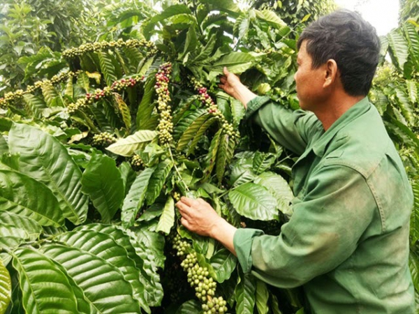 Ure sinh học lần đầu có ở Việt Nam - Giải pháp cho nông nghiệp bền vững