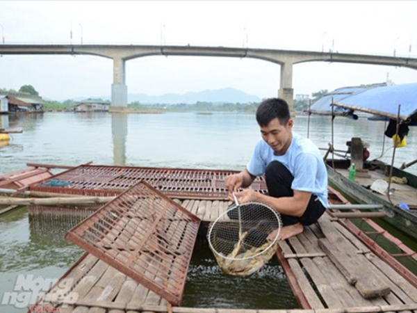 Nơi sinh sản 4 loài cá quý sông Lô