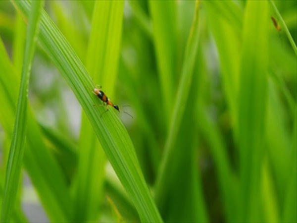 Quản lý sâu cuốn lá an toàn và bền vững bằng thuốc sinh học