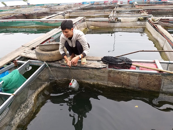 Làm giàu từ nuôi cá lồng trên hồ Na Hang tại Tuyên Quang