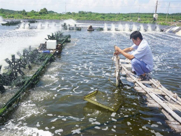 24 năm miệt mài nuôi tôm sạch