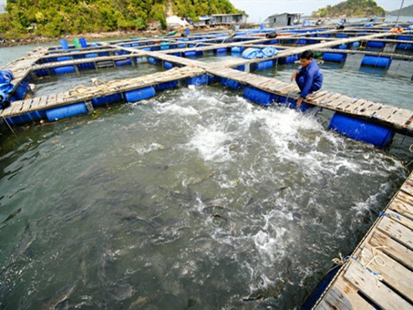 Phòng trị, bệnh do vi khuẩn ở cá nuôi lồng bè