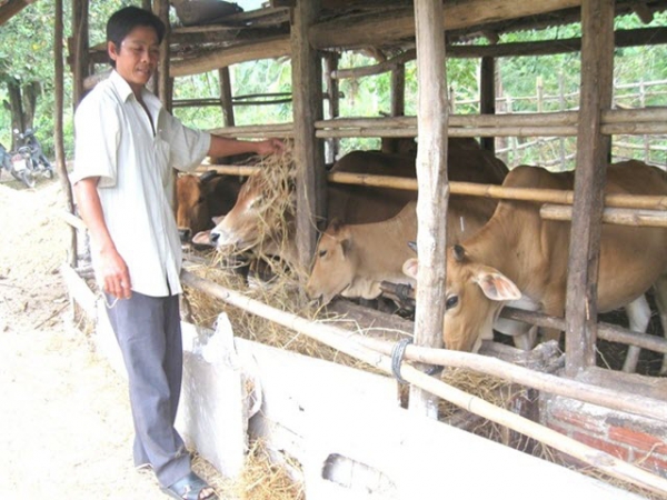 Nuôi bò thắng lớn