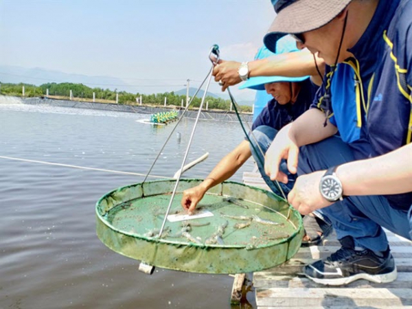 Nuôi tôm công nghệ Semi Biofloc: Lãi lớn và an toàn