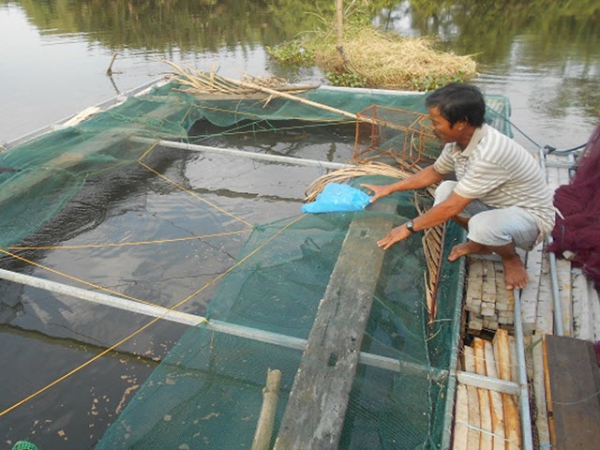 Phòng, trị bệnh cho cá nuôi lồng bè