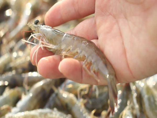 Một loại lectin mới giúp tôm đào thải Vibrio harveyi