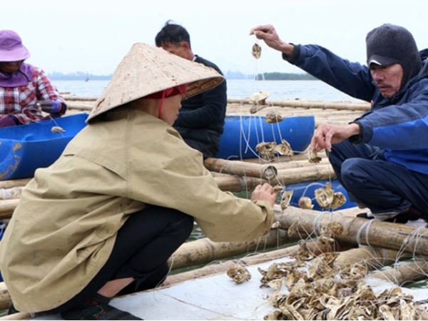 Nuôi hàu sữa Thái Bình Dương giữa thành phố Hà Tĩnh