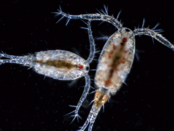 Copepod - Thức ăn tươi sống lý tưởng cho ấu trùng cá mú