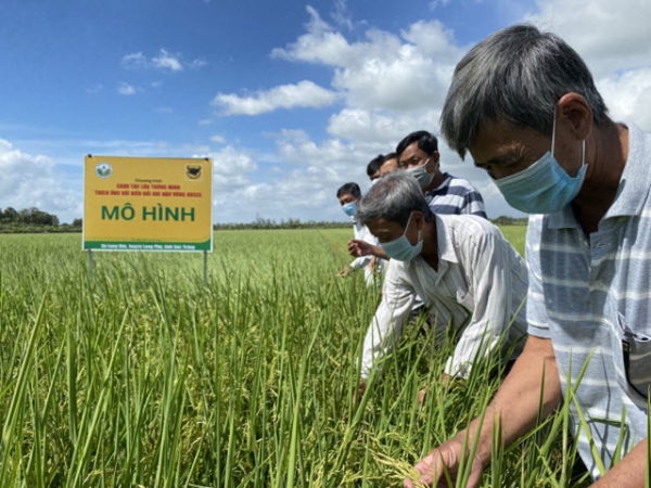 Canh tác lúa thông minh giải nhiều bài toán cho ngành lúa gạo