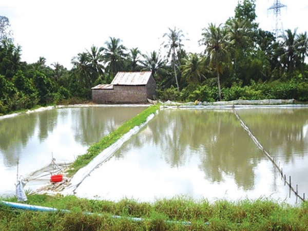 Chăm sóc, quản lý đàn cá bố mẹ đầu vụ nuôi