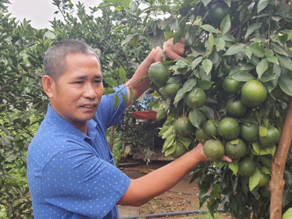 Dừng bước lãng du làm nông dân để thành tỷ phú