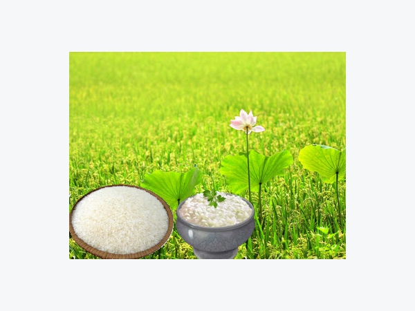 Giá lúa gạo tại Sóc Trăng ngày 27-12-2021