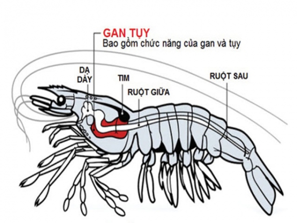 Dinh dưỡng cho đường ruột khỏe mạnh