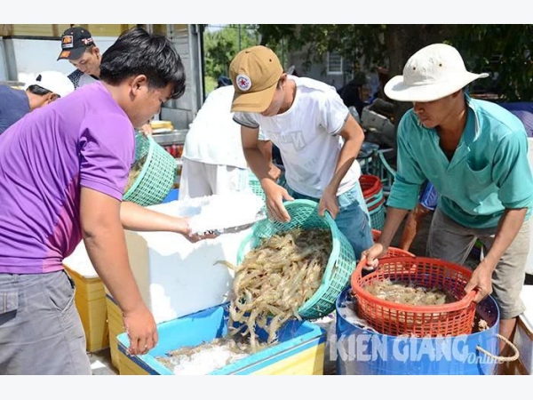 Kiên Giang gỡ khó cho nghề nuôi tôm công nghiệp