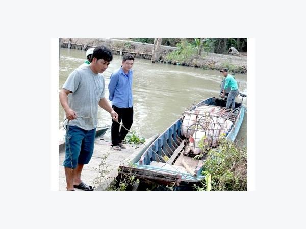 Giá heo hơi bấp bênh người chăn nuôi nhỏ lẻ ngại tái đàn