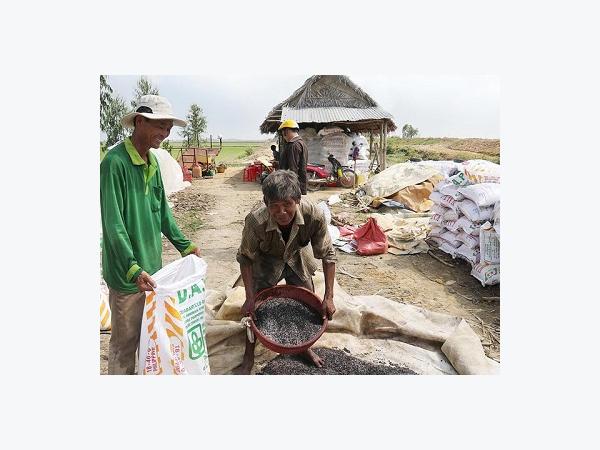 Khi nông dân làm ngoại giao, giúp nhau trồng lúa