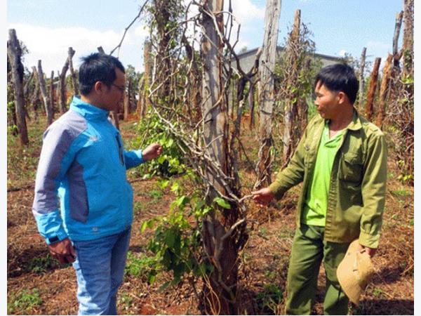 Tiêu chết trắng, người trồng bỏ nhà trốn nợ