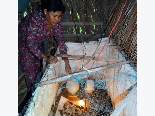 Nuôi chim cút thịt - làm thử, ăn thật