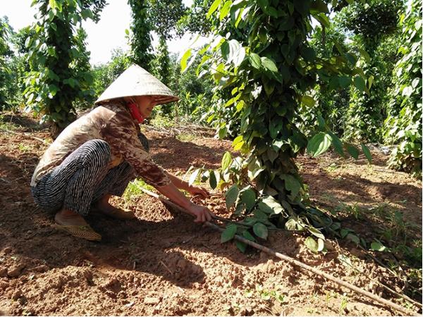 Tưới nước nhỏ giọt cho cây tiêu: Hướng sản xuất hiệu quả