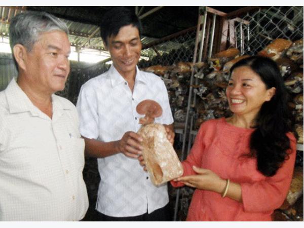 Nấm linh chi đỏ “bén duyên” đảo ngọc