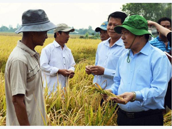 Lúa hữu cơ được bao tiêu, nông dân vững tâm trồng