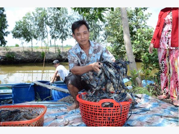 Tôm càng xanh “cứu” lúa ở Vĩnh Thuận