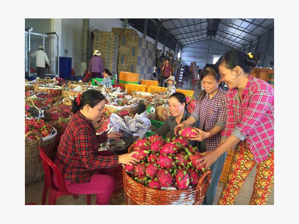 Giá thanh long ruột đỏ tăng mạnh