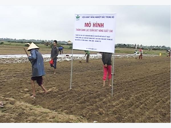 Vĩnh Linh áp dụng mô hình trồng lạc thâm canh năng suất cao