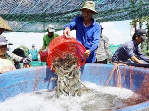 Thu bạc tỷ từ nuôi tôm siêu thâm canh