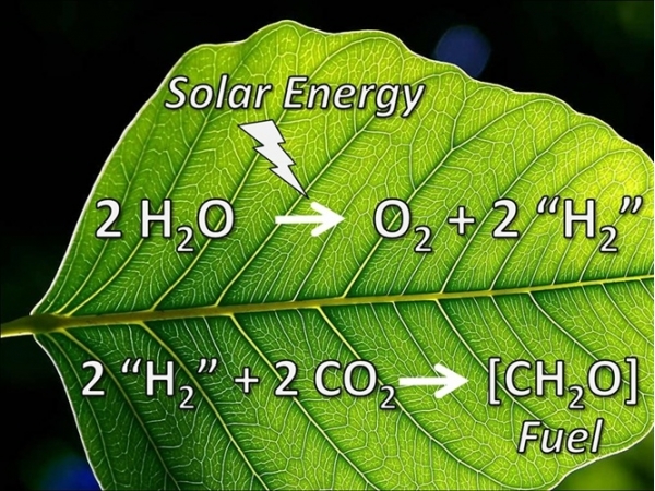 Cách quang hợp của lá tác động đến năng suất cây trồng