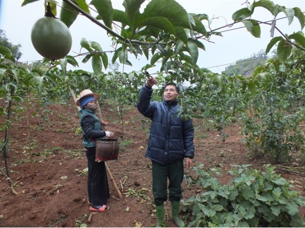 Chanh leo xuất khẩu giúp đồng bào Thái Sơn La làm giàu