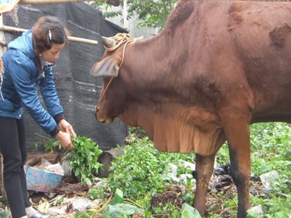 Kinh nghiệm nuôi bò sinh sản