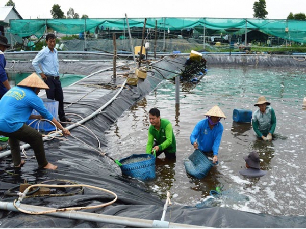 Nuôi tôm trong hồ lót bạt lãi lớn