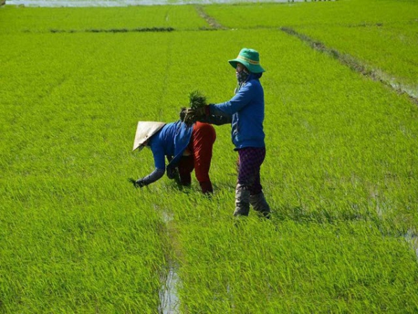 Một số biện pháp kỹ thuật chăm sóc lúa đông xuân đầu vụ