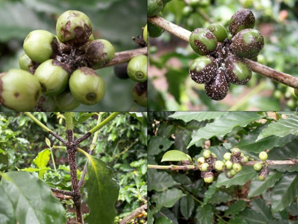Phòng trừ sâu bệnh hại trong tái canh cây cà phê vối - Phần 1