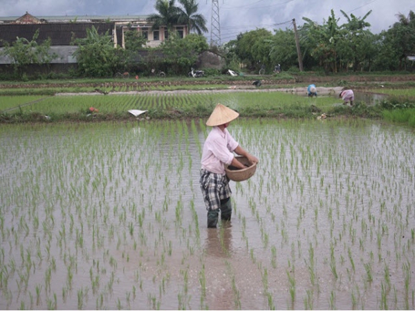 Chăm sóc bổ sung lúa mùa