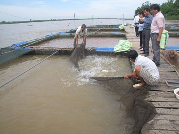 Một số lưu ý trong phòng và trị bệnh khi nuôi cá lồng, bè vào mùa nắng nóng