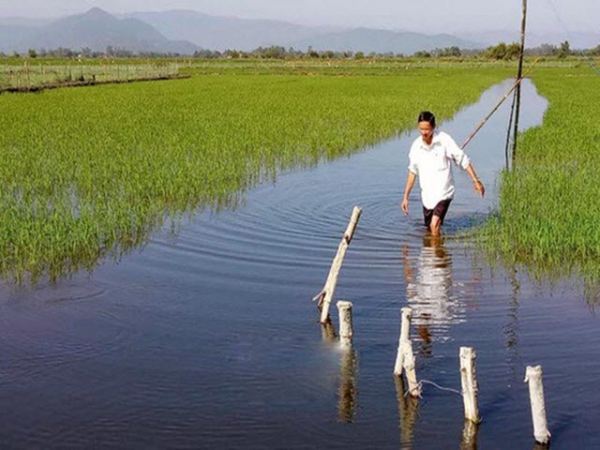 Nuôi cá lóc trong ruộng lúa ở Bình Định