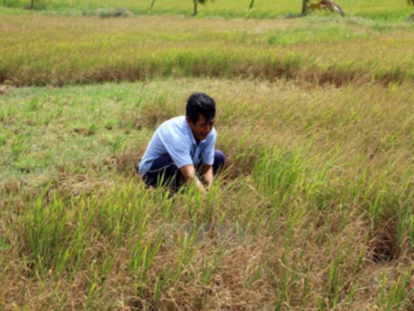 Áp dụng quy trình canh tác lúa thông minh ứng phó hạn, mặn