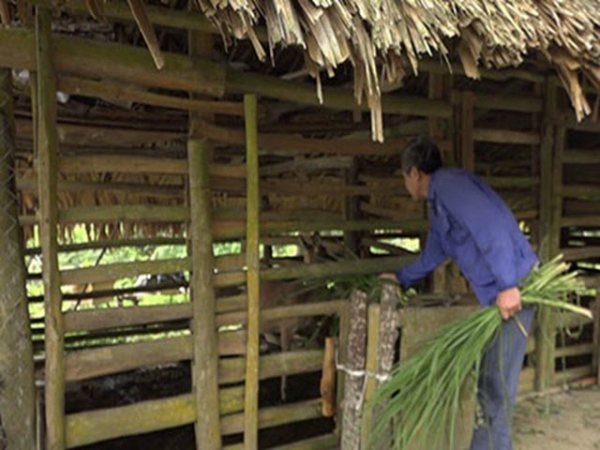 Nuôi hươu lấy nhung lãi khá