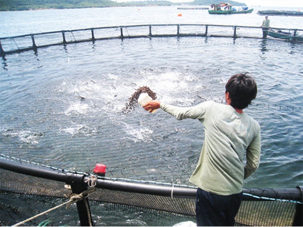 Khoa học kỹ thuật trong quản lý môi trường nuôi cá biển