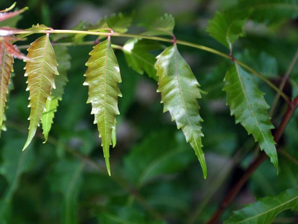 Lưu ý khi sử dụng sầu đâu trong hệ thống biofloc