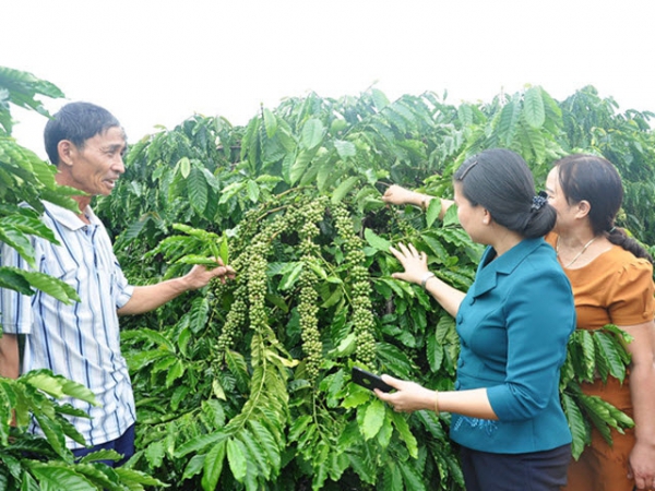 Bí quyết làm giàu - Thành triệu phú từ cây cà phê ghép