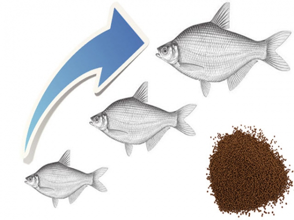 Leucine tối ưu và vai trò trên cá nuôi