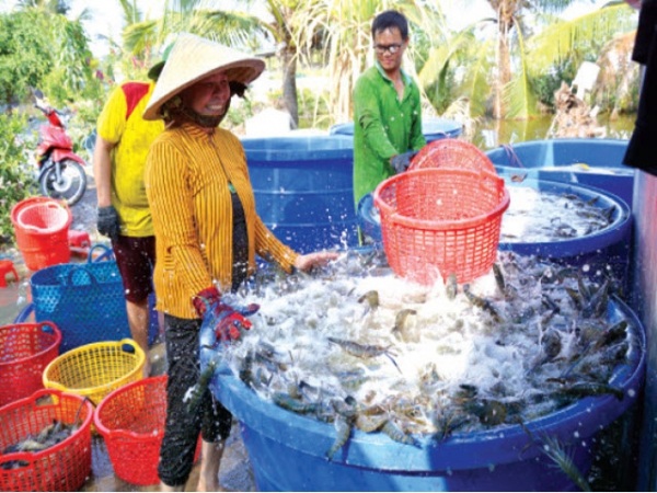 Nuôi tôm tiêu chuẩn quốc tế