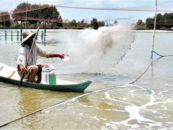 Bảo vệ tôm nuôi mùa lạnh