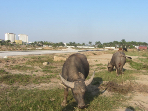 Nuôi trâu thả đồng, làm chơi ăn thật