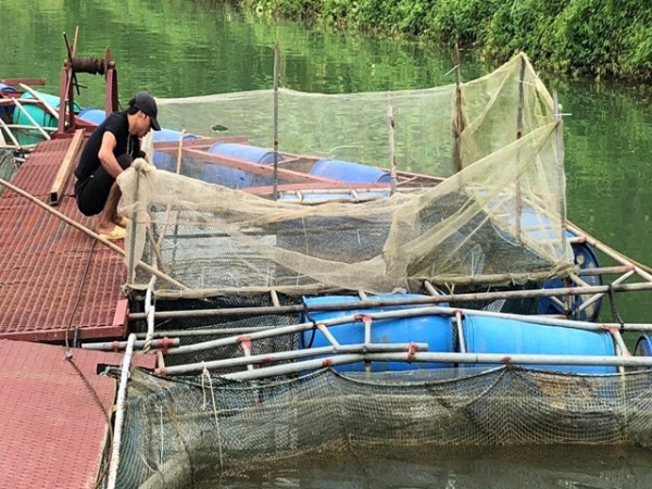 Chăm sóc, bảo vệ cá nuôi lồng, bè mùa mưa lũ