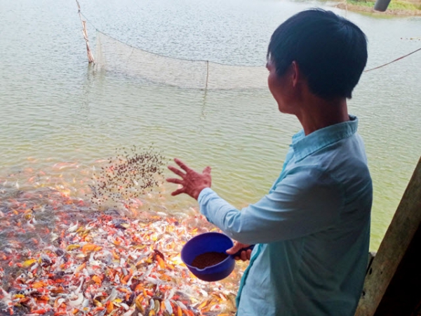 Thanh niên vùng biên khởi nghiệp thành công với 'cá quý tộc'